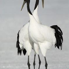 號(hào)狗崽