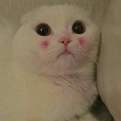 紅茶號