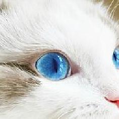 云白上青天