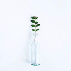 玄牡