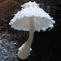 顏殊辭