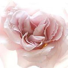 鴨鴨菌