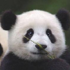 言和的北嘰兔