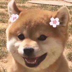 稚米