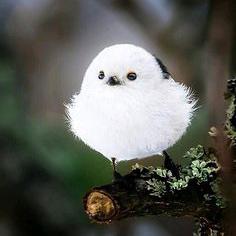 萬能小摩羯