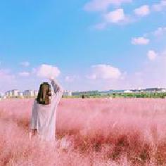萌新手殘菜阿靈