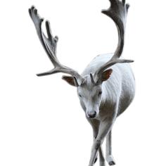 阿金不是京