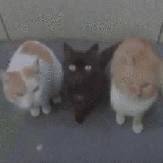 袪碼君