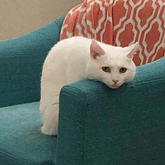 伸錫