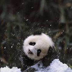 孤狼